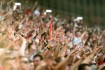 From Cheers to Fireworks: How Different Countries Celebrate Sports Victories